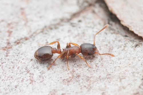 Temnothorax corticalis