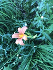 Hemerocallis fulva