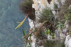 Tillandsia beutelspacheri