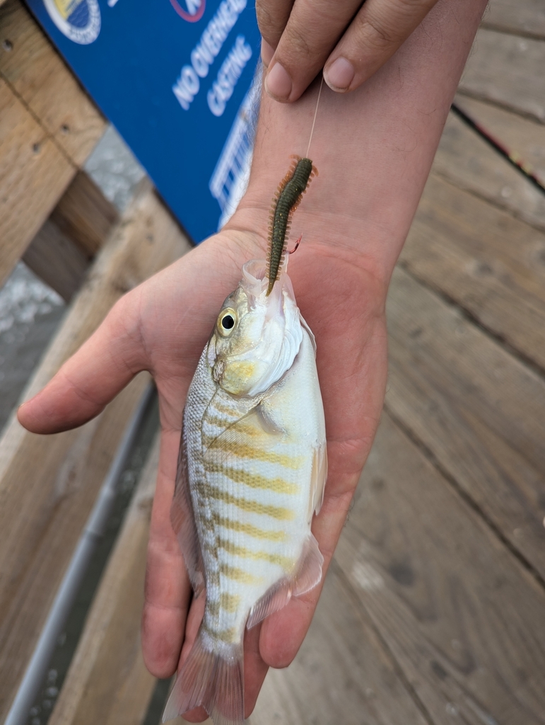 barred surfperch
