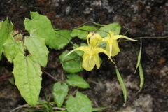 Epimedium flavum