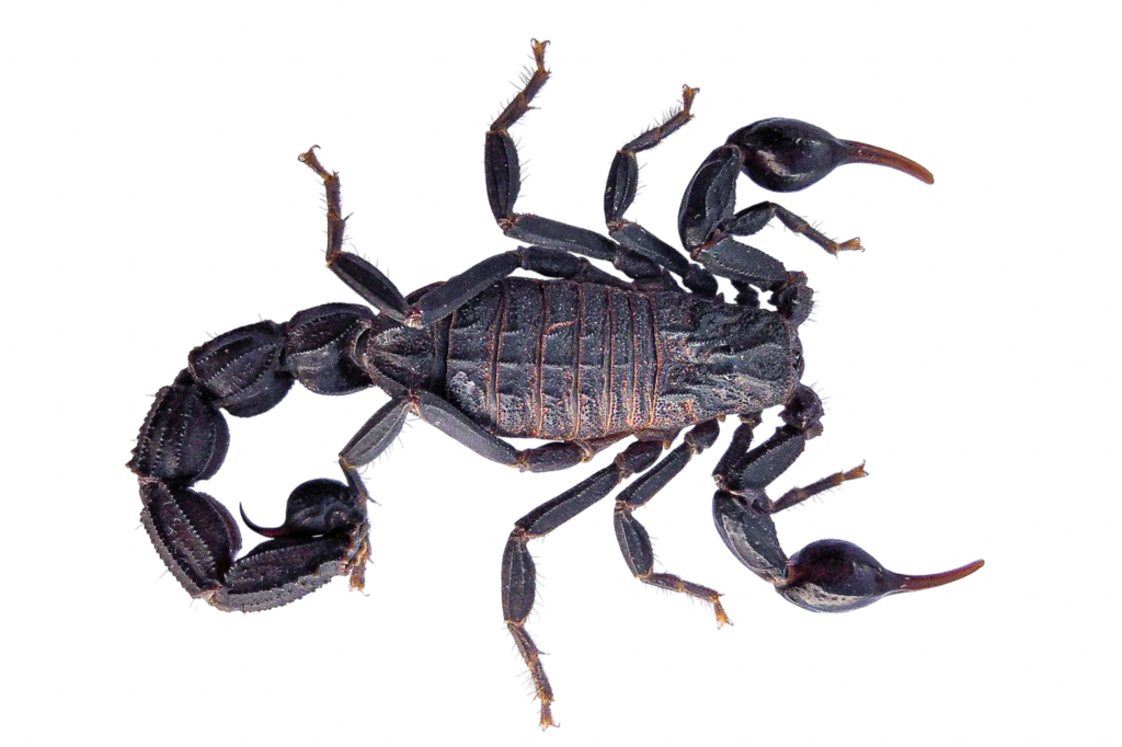 Buthus maroccanus