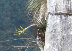 Tillandsia beutelspacheri