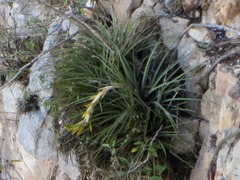 Tillandsia beutelspacheri