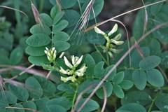 Astragalus glycyphyllos