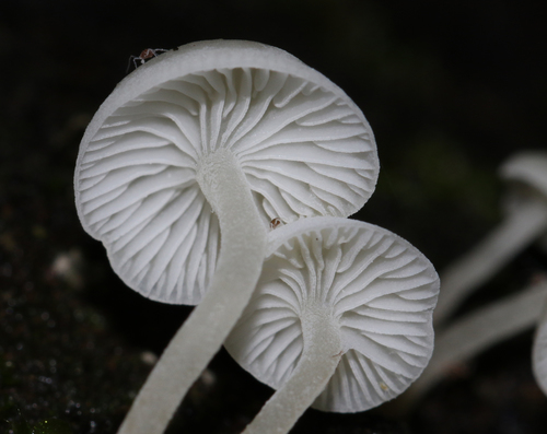 Milky Bonnet