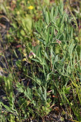 Lathyrus palustris pilosus