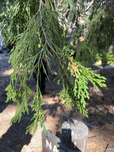 iNaturalist observation photo of California incense-cedar