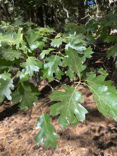 iNaturalist observation photo of California black oak