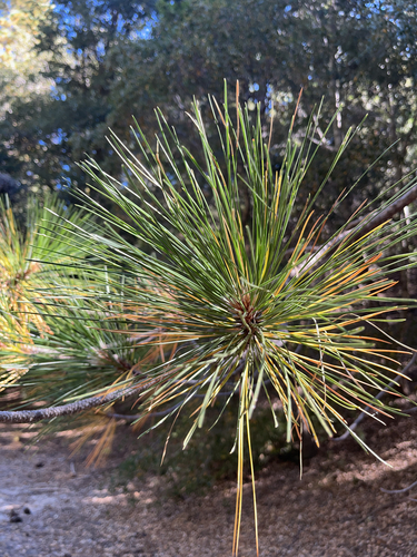 iNaturalist observation photo of pines