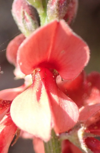 Image of Indigofera heterophylla by (c) Nicola van Berkel, some rights reserved (CC BY-SA)