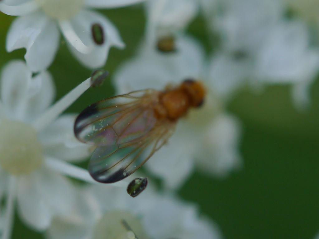 Temnosira subarcuata
