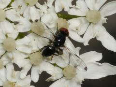 Seioptera vibrans