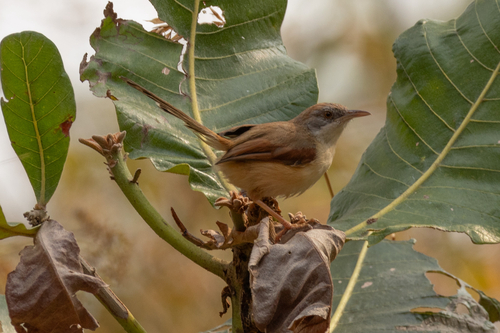 Red-winged Prinia (Prinia erythroptera), photo 5