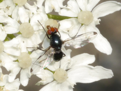 Seioptera vibrans