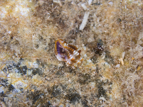 Murex bicolor, 2024-09-29