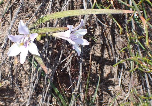 Image of Babiana fourcadei by (c) Nicola van Berkel, some rights reserved (CC BY-SA)