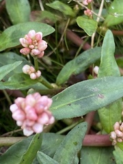 Floh-Knöterich (Persicaria maculosa): Herkunft und Verwendung — Foto 3