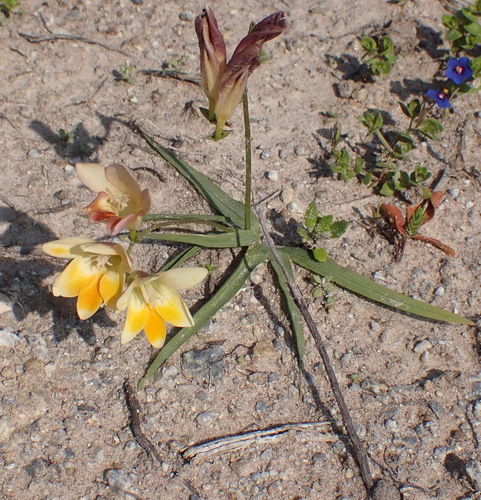 Image of Freesia fergusoniae by (c) Nicola van Berkel, some rights reserved (CC BY-SA)