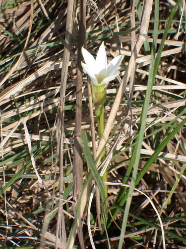 Image of Romulea flava by (c) Nicola van Berkel, some rights reserved (CC BY-SA)