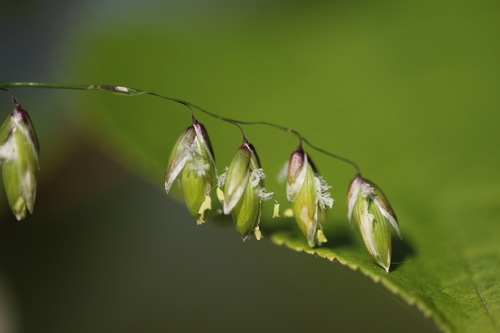 Nusvirusioji Striepsnė nuotrauka