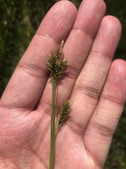 Carex luzulina