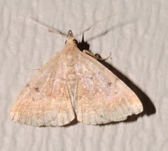 Zanclognatha protumnusalis