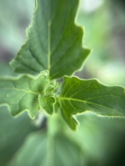 Solanum physalifolium