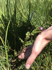 Epilobium ciliatum watsonii