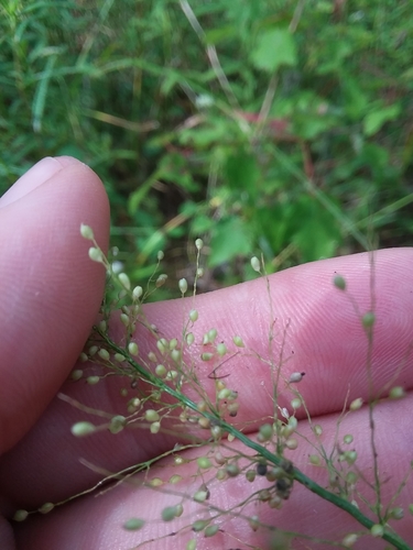 Image of Roundseed Panicgrass (Dichanthelium polyanthes) by (c) Will McFarland, some rights reserved (CC BY)