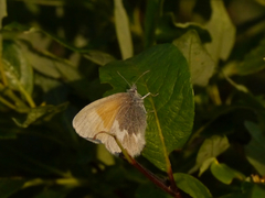 Coenonympha tullia