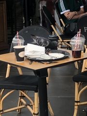 Columba livia domestica