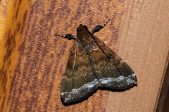 Physula albipunctilla