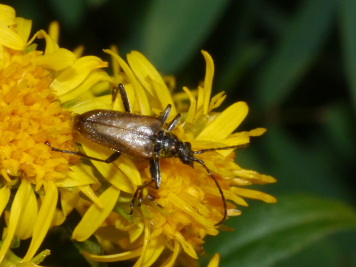 Gnathacmaeops pratensis photo 6