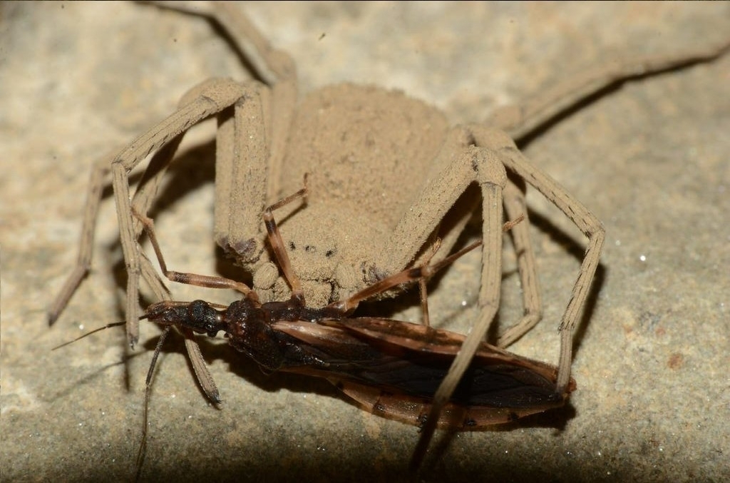 Sicarius boliviensis
