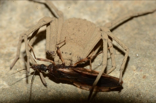 Sicarius boliviensis