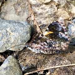 Heterusia