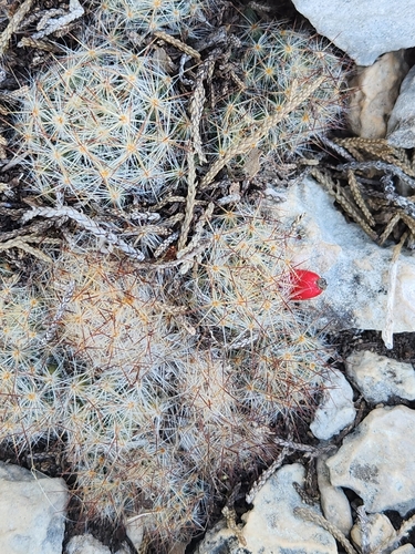 Image of Mammillaria prolifera by (c) Jo Roberts, some rights reserved (CC BY)