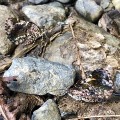 Heterusia
