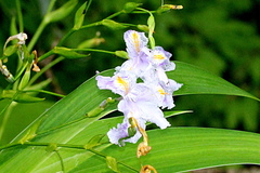 Iris japonica