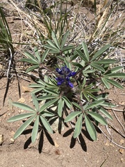 Lupinus pusillus