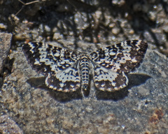 Rheumaptera hastata