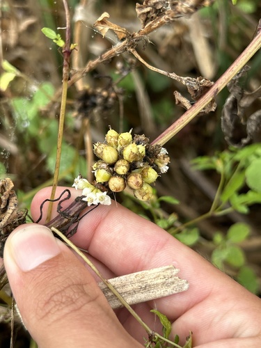 Image of Scaldweed (Cuscuta gronovii) by (c) Henrique Pacheco, some rights reserved (CC BY)