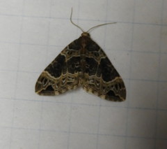 Ecliptopera silaceata