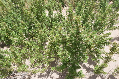 Ribes leptanthum