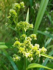 Scirpus pallidus