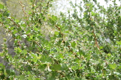 Ribes leptanthum