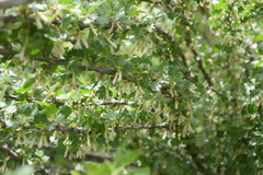 Ribes leptanthum