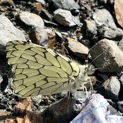 Hesperocharis marchalii
