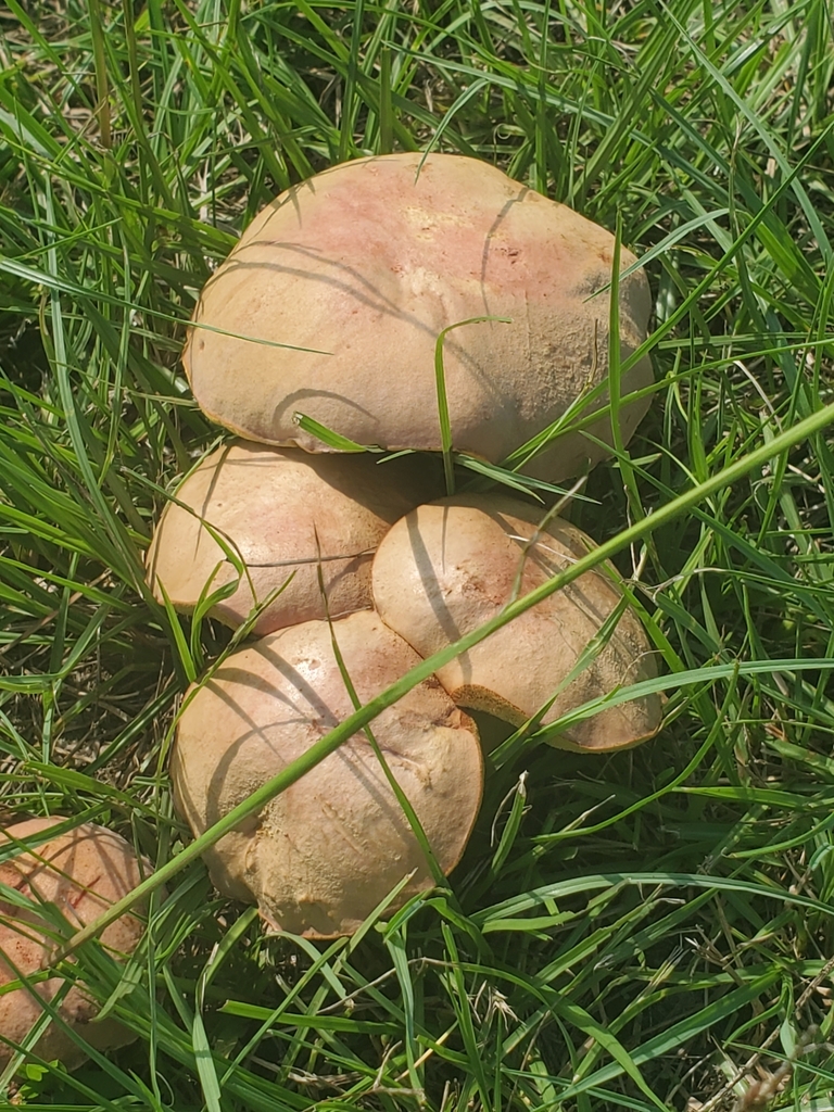 Boletus Miniato olivaceus From Eppes Middle School Parking Lot boletus-miniato-olivaceus-from-eppes-middle-school-parking-lot